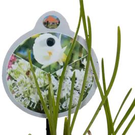 Cocktail Mix White Spring