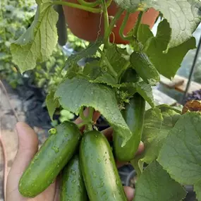 Cucumis sativus 'Cumini F1' Hochbeet