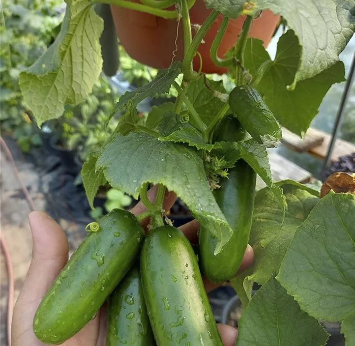 Snackgurke 'Cumini F1'