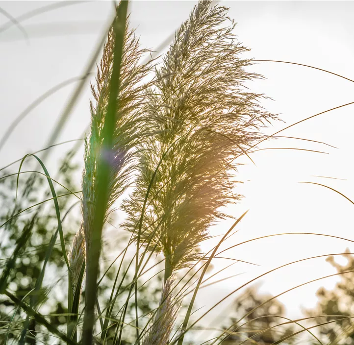 Garten-Pampasgras 'Tiny Pampa'®