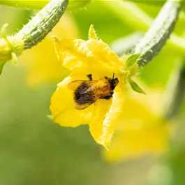 Cucumis sativus veredelt