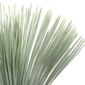 Dasylirion serratifolium