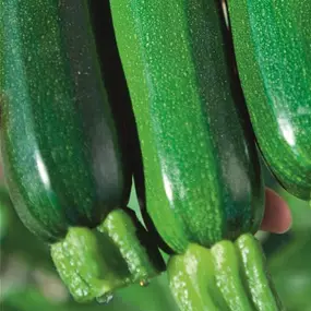 Cucurbita pepo Alando