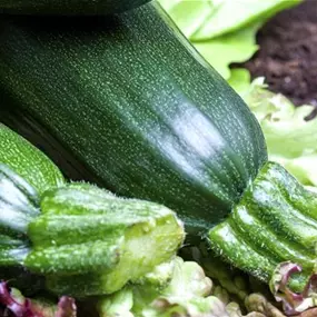 Cucurbita pepo Rhodos