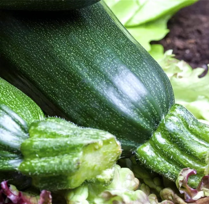 Zucchini 'Rhodos'