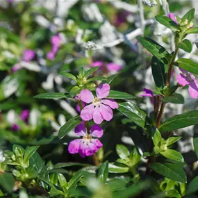 Cuphea hyssopifolia Flory Glory
