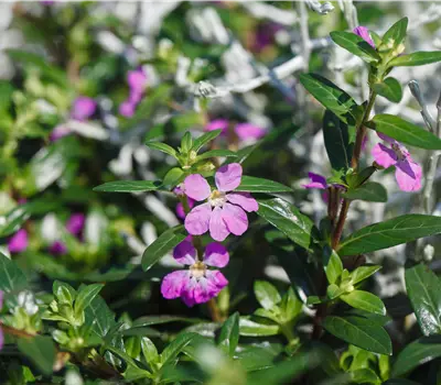 Cuphea hyssopifolia Flory Glory