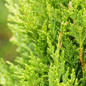 Cupressocyparis leylandii Castlewellan Gold Halbstamm