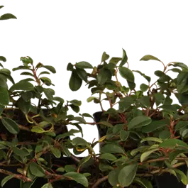 Cotoneaster