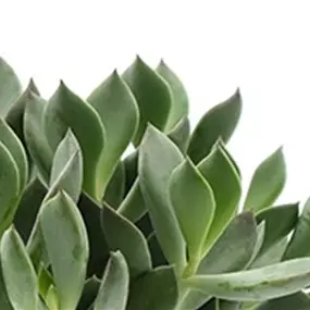 Cotyledon PICCO COIN®
