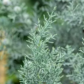 Cupressus arizonica 'Glauca'