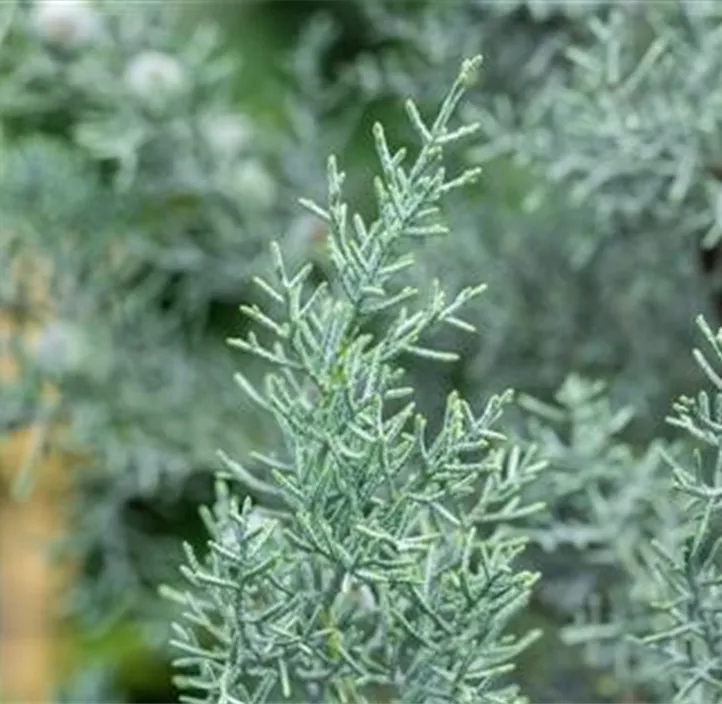 Blaue Arizona-Zypresse 'Glauca'