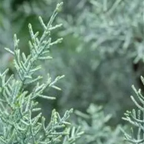 Cupressus arizonica Glauca Spirale