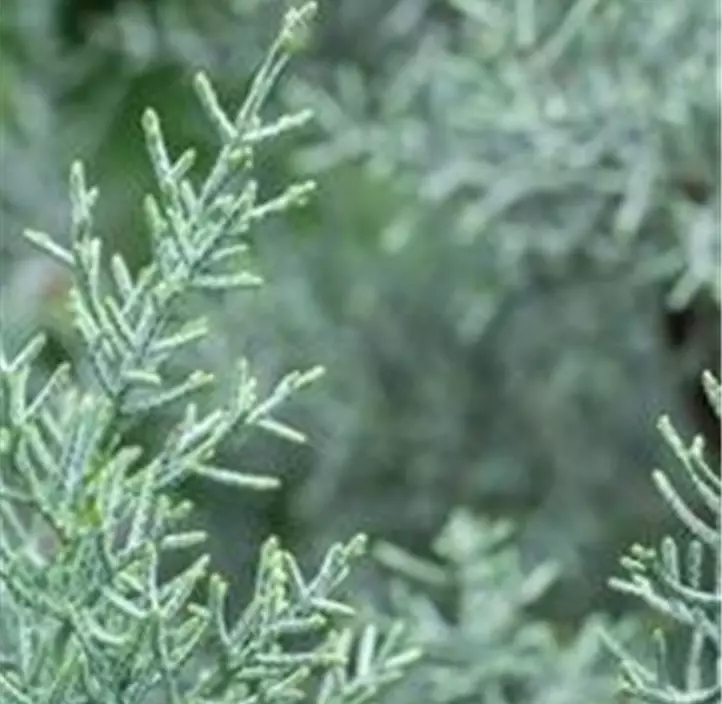 Blaue Arizona-Zypresse 'Glauca' Spirale