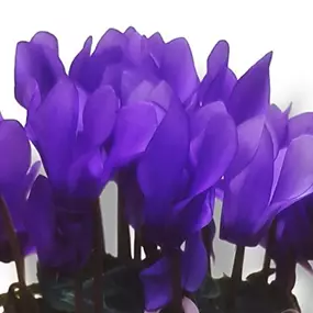 Cyclamen Dragon Blue