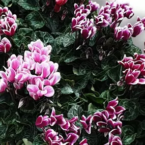 Cyclamen persicum Fuji