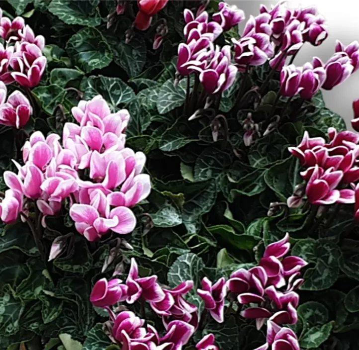 Alpenveilchen 'Fuji'