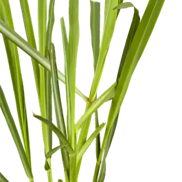 Cymbopogon citratus