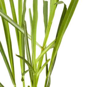 Cymbopogon citratus