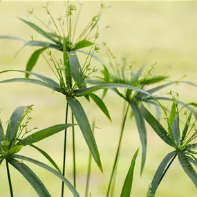 Cyperus percamenthus Terracotta Töpfe