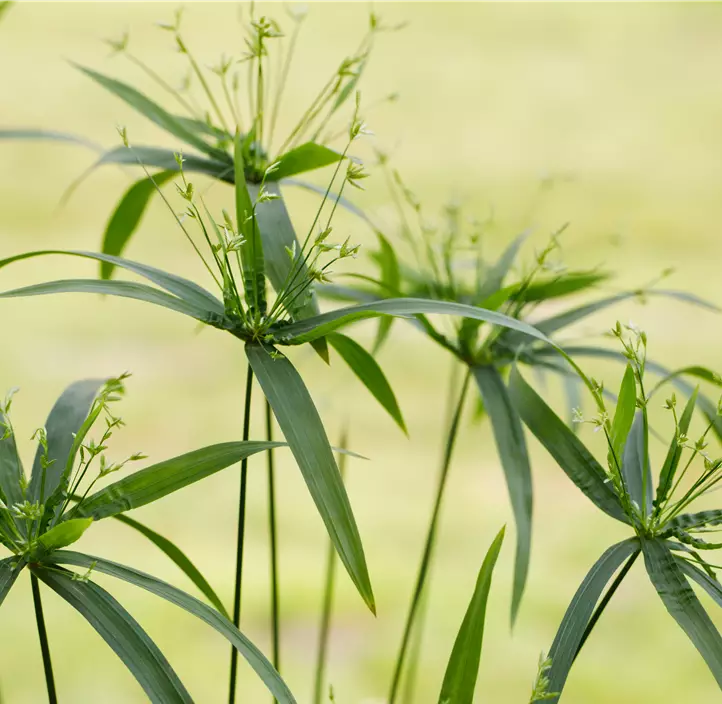 Ägyptische Papyrusstaude