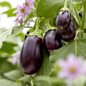 Solanum melongena 'Jackpot' Hochbeet