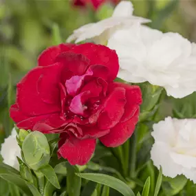 Dianthus caryophyllus 'Teneriffa'