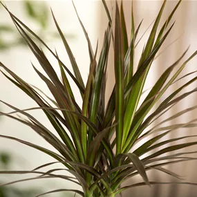 Dracaena draco