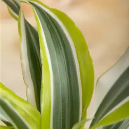 Dracaena Dragontree Surprise Mini