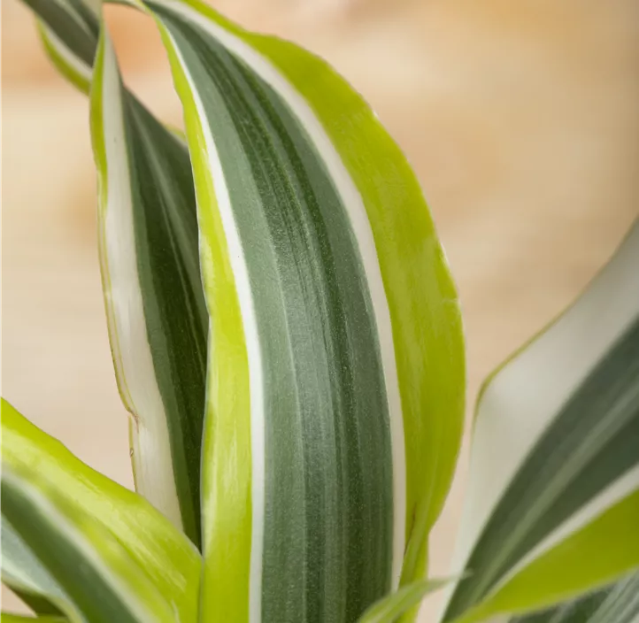 Drachenbaum 'Surprise'