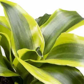 Dracaena Dragontree Tornado Mini