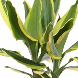 Dracaena fragrans Golden King