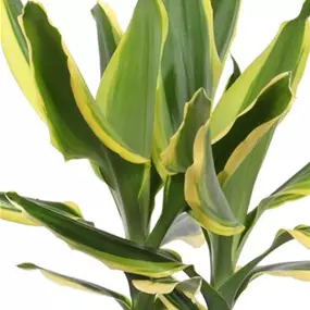 Dracaena fragrans Golden King