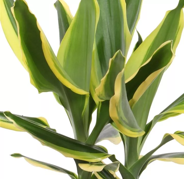 Drachenbaum 'Golden King'