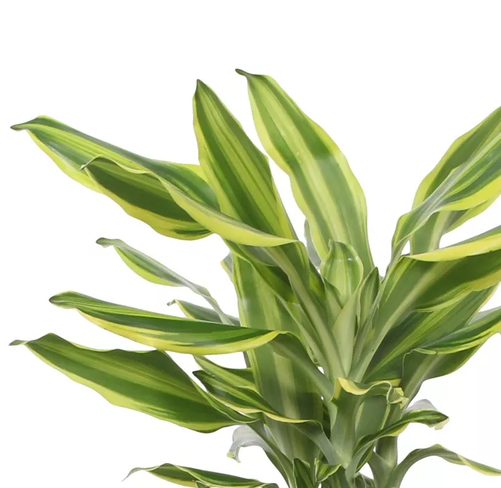 Drachenbaum 'Golden Queen'