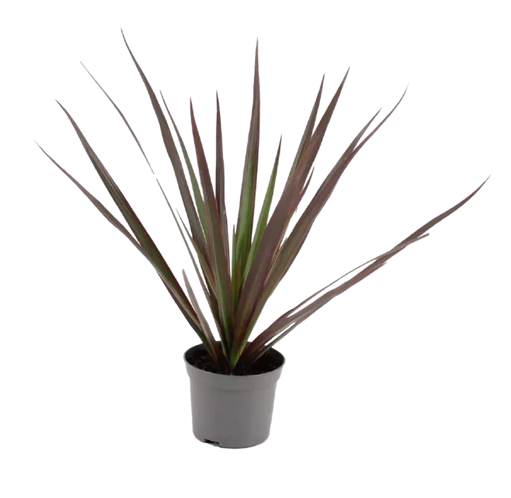 Drachenbaum 'Magenta'