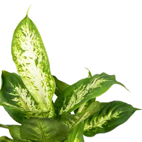 Dieffenbachia Compacta
