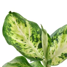 Dieffenbachia Maculata Amy