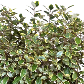 Elaeagnus ebbingei 'Gilt Edge'
