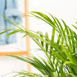 Dypsis lutescens Extra