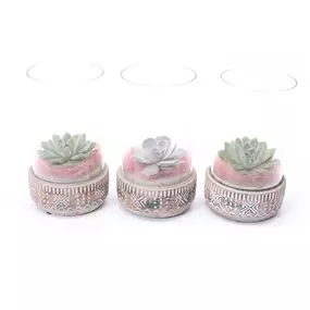 Echeveria Arrang. Pot Glass