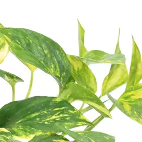 Epipremnum pinnatum N`Joy Gold