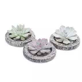 Echeveria Koala mini Bowl