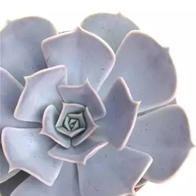 Echeveria lilacina