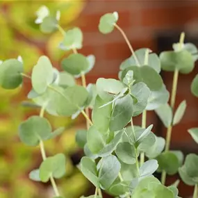 Eucalyptus cinerea Stamm