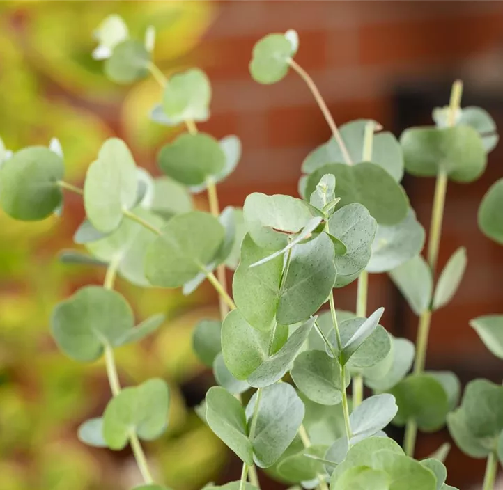 Echter Eukalyptus 'Silver Dollar'
