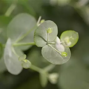Eucalyptus gunni Ministamm