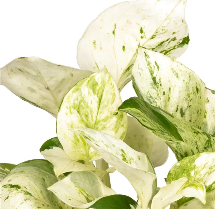 Efeutute 'Happy Leaves'