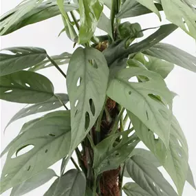 Epipremnum pinnatum ‚Cebu Blue‘