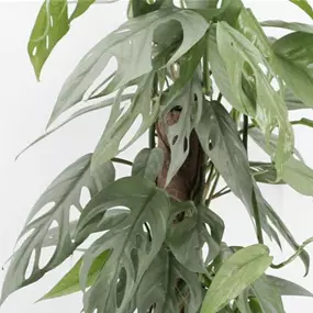 Epipremnum pinnatum 'Cebu Blue' am Kratiste-Kletterstab